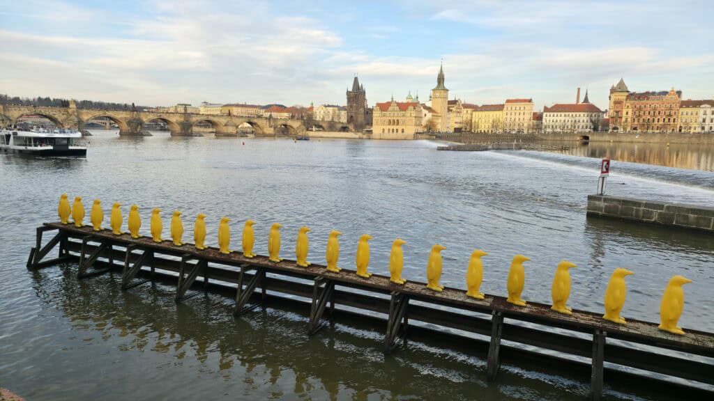 Yellow Penguins on the Vltava River